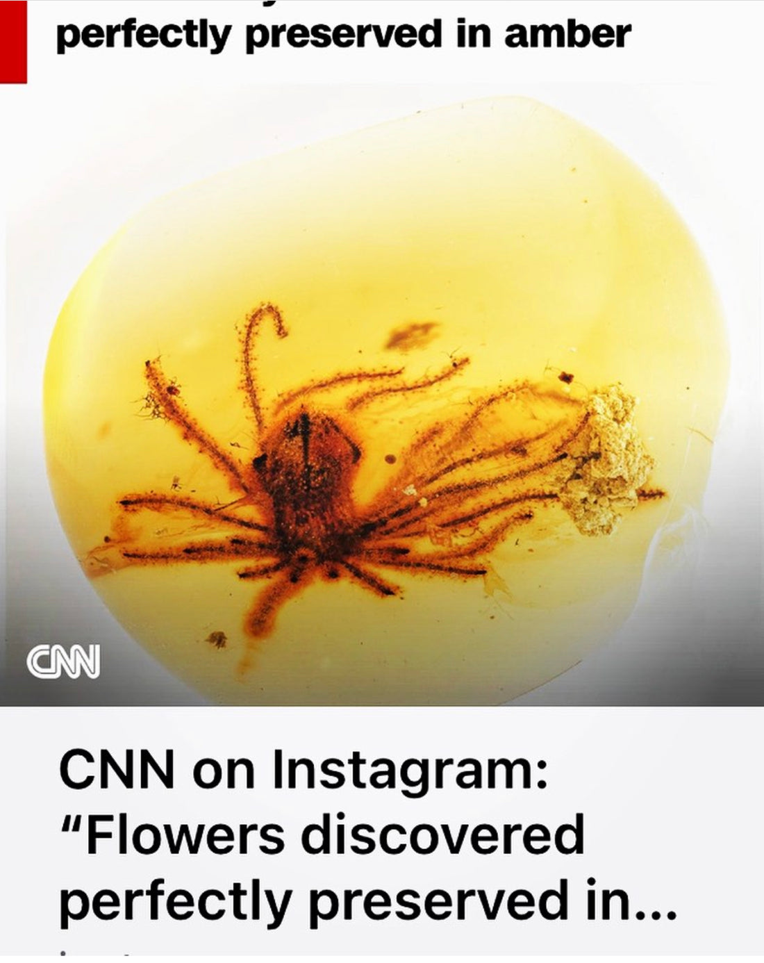 Flowers discovered perfectly presented in globs of amber
