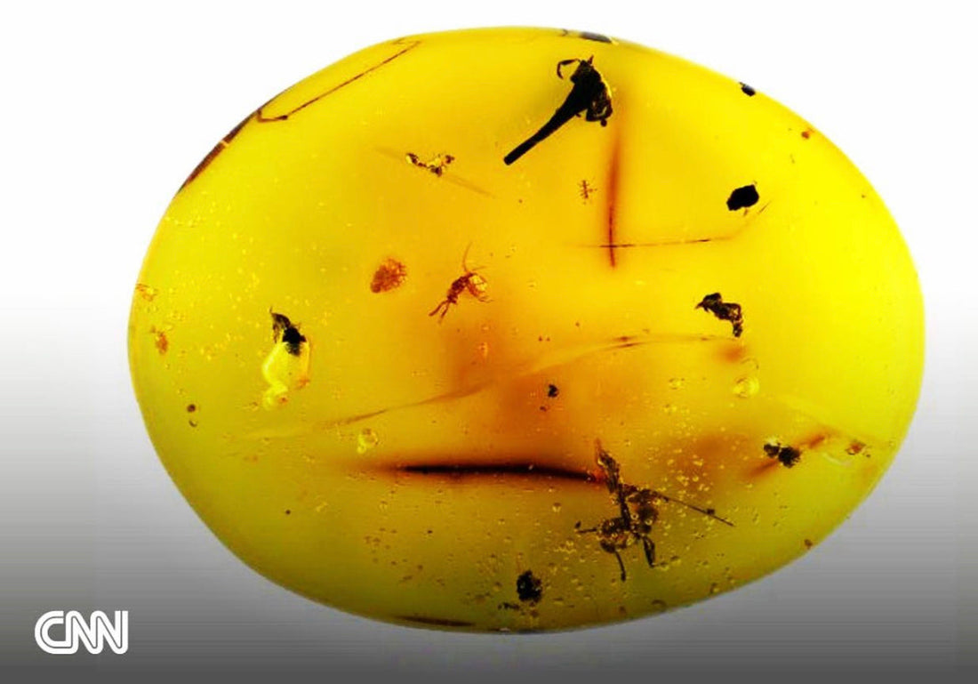 A tiny rare fossil has been found in 16-million-year-old amber.